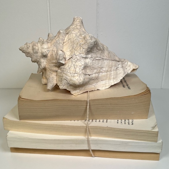 Accents | Vintage Large Natural Conch Shell Beach Nautical Coastal ...